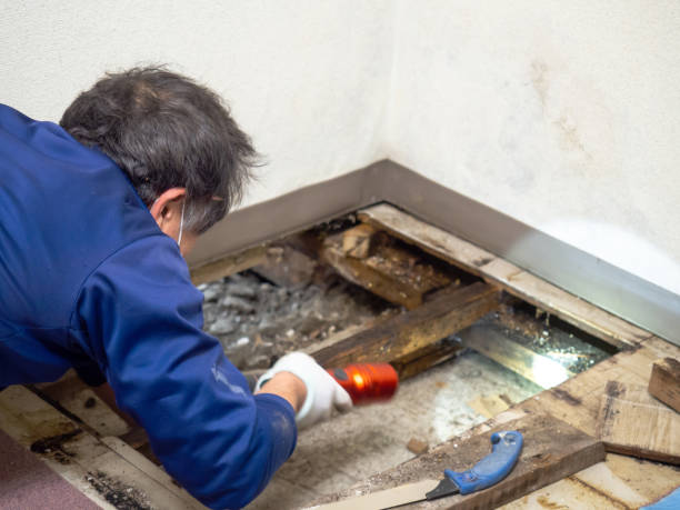 Best Fast Mold Removal  in Roseau, MN