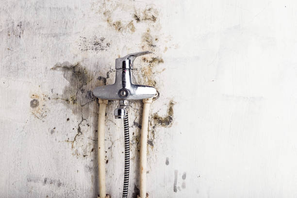 Home Mold Removal in Roseau, MN