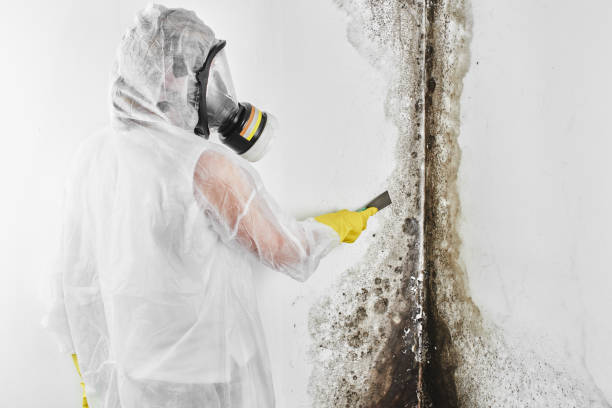 Best Office Mold Removal Services  in Roseau, MN