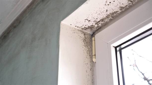 Best Best Mold Removal Companies  in Roseau, MN