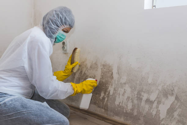 Best Mold Removal Process  in Roseau, MN