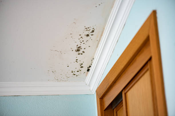 Mold Removal and Inspection in Roseau, MN