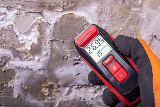 Best Mold Removal and Inspection  in Roseau, MN