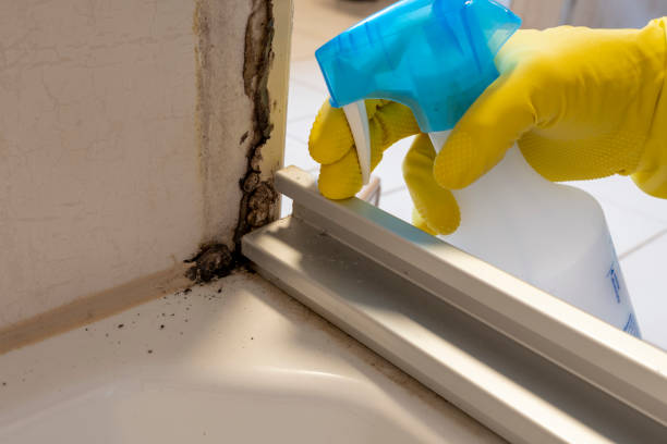 Best Professional Mold Removal  in Roseau, MN