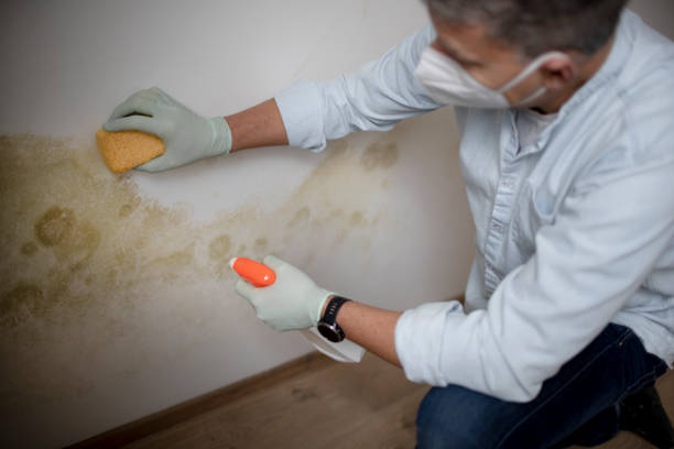 Best Mold Damage Repair  in Roseau, MN