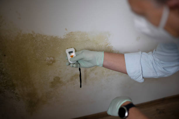Best Black Mold Removal  in Roseau, MN