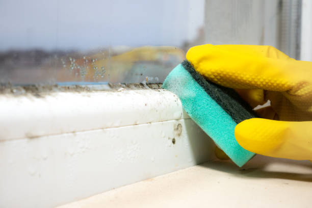 Best Home Mold Removal  in Roseau, MN