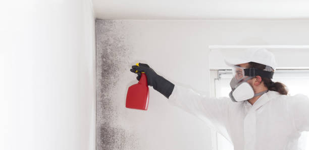 Best Local Mold Removal Service  in Roseau, MN