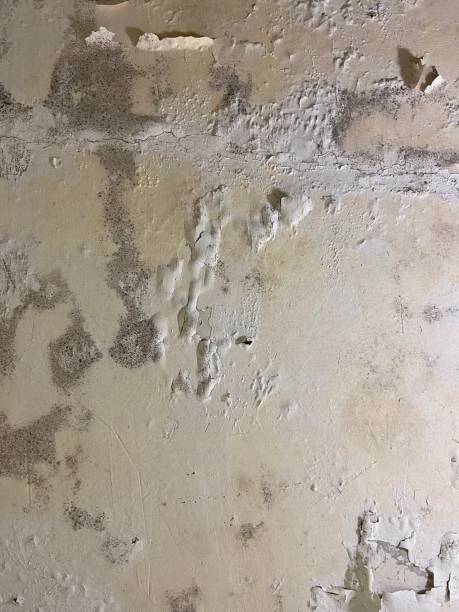 Mold Removal Process in Roseau, MN