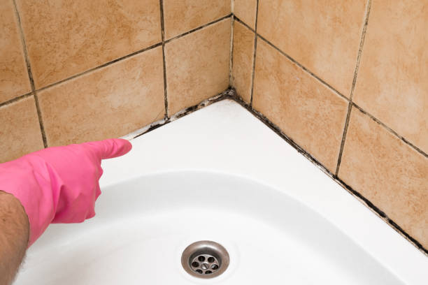 Best Attic Mold Removal  in Roseau, MN